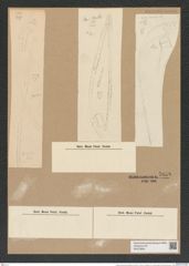 Chaetoceros peruvianus Brightw. (de-Toni-Nr.: Genus 149, Species 4114) Zeichnungen Sammlung Grunow Nr. 7658 (NHMW-BOT-W0376845)